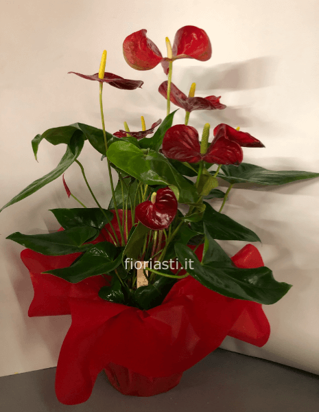 Pianta di anthurium