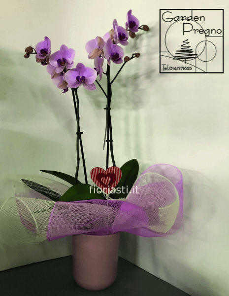 Pianta di Phaleonopsis, diversi colori a richiesta.