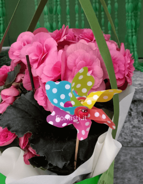 Borsina carta colorata con begonia e pick