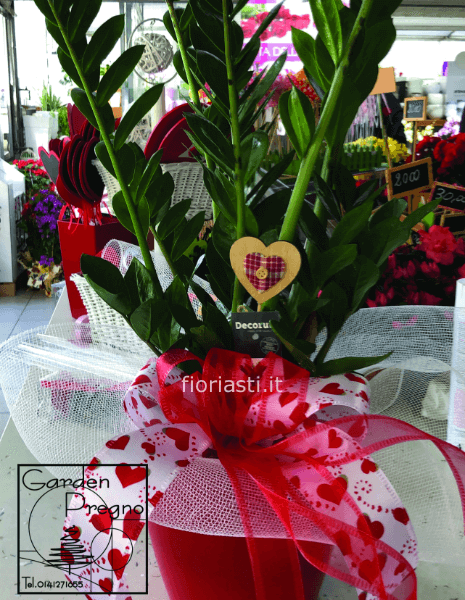 Pianta di Zamioculcas con portavaso